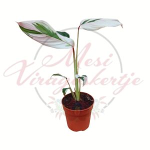 Mini calathea Calathea spp. világos tarka levelekkel cserépben