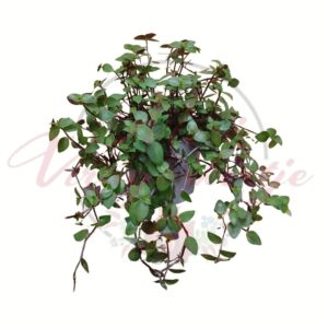 Csüngő kalisszia Callisia repens zöld levelű szobanövény cserépben