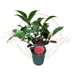 Kamélia Eugenia de Montijo rózsaszín virágokkal 12-es cserépben