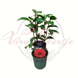 Kamélia Roger Hall mélypiros virágokkal 12-es cserépben