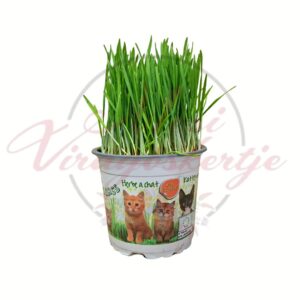 Cicafű gabonacsíra macskáknak cserepes zöld növény