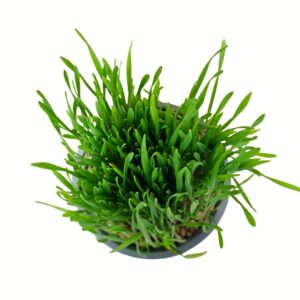 Cicafű gabonacsíra friss zöld hajtások közelről