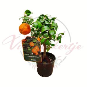 Vörös héjú édes lime Citrus limetta Rossa cserepes citrusnövény terméssel