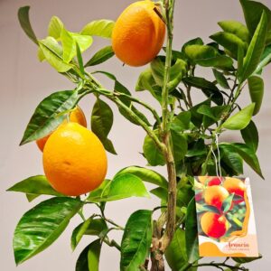 Narancsfa Citrus sinensis narancsszínű termésekkel közeli kép