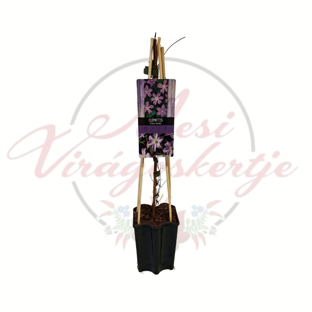Klemátisz Prince Charles világoskék virágú futónövény