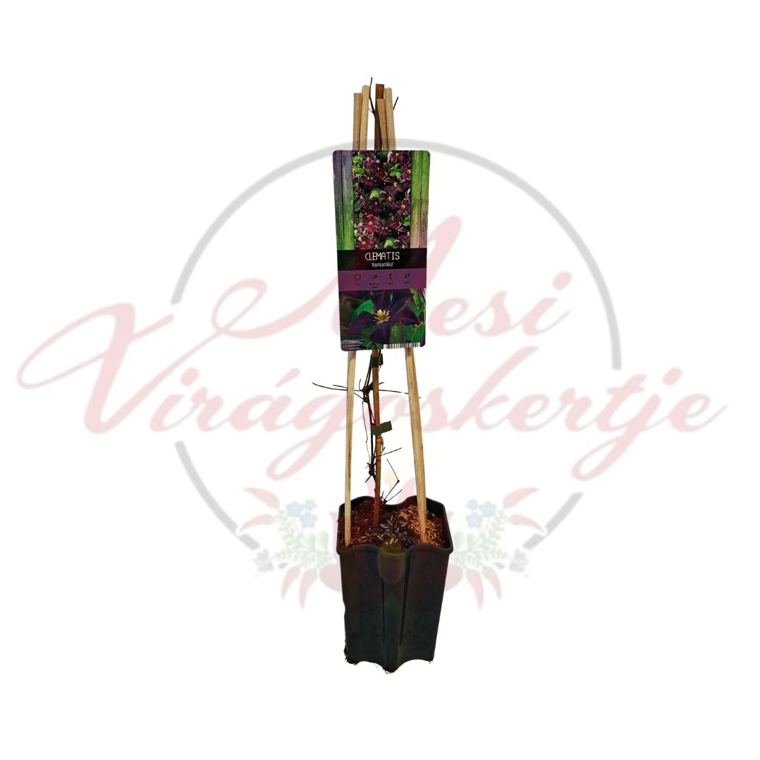 Klemátisz Romantika sötétlila virágú futónövény
