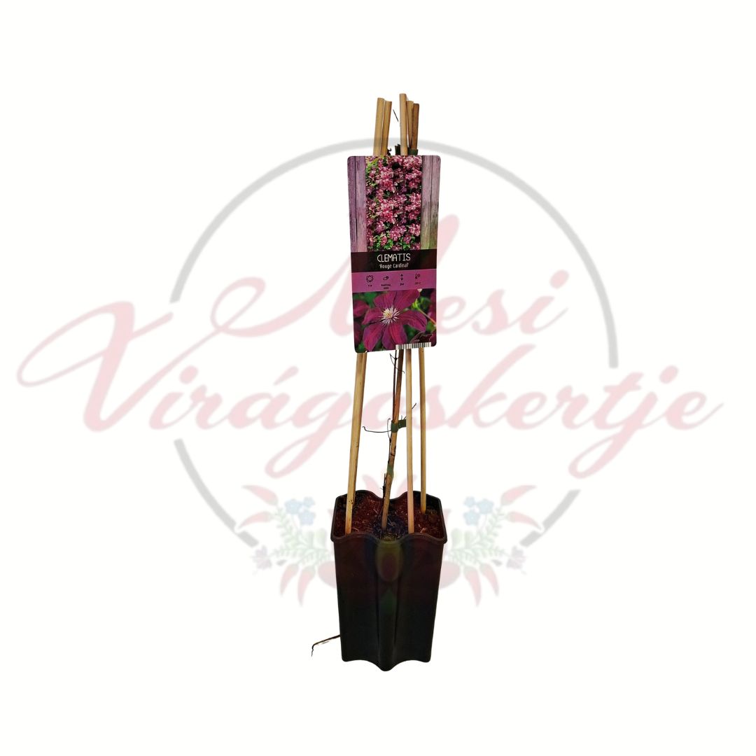Klemátisz Rouge Cardinal karmazsinpiros virágú futónövény