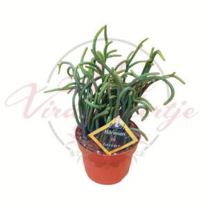 Crassula muscosa különleges formájú pozsgafa növény cserépben