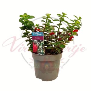 Csókvirág Columnea arguta cserepes szobanövény piros virágokkal