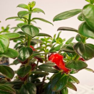 Csókvirág Columnea arguta piros virág közeli fotója