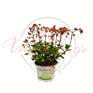 Csüngő korallvirág Kalanchoe cserépben rózsaszín bimbókkal