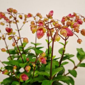 Csüngő korallvirág Kalanchoe rózsaszín bimbói közelről