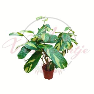 Ctenanthé Ctenanthe lubbersiana tarka levelű szobanövény cserépben