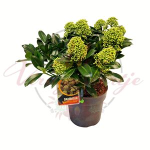 Dérbabér Skimmia japonica White Globe cserepes örökzöld növény