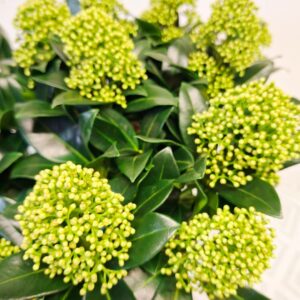 Dérbabér Skimmia japonica White Globe fehér virágbimbók közeli fotója