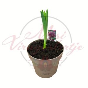 Léggömbhagyma díszhagyma Allium christophii hajtás cserépben