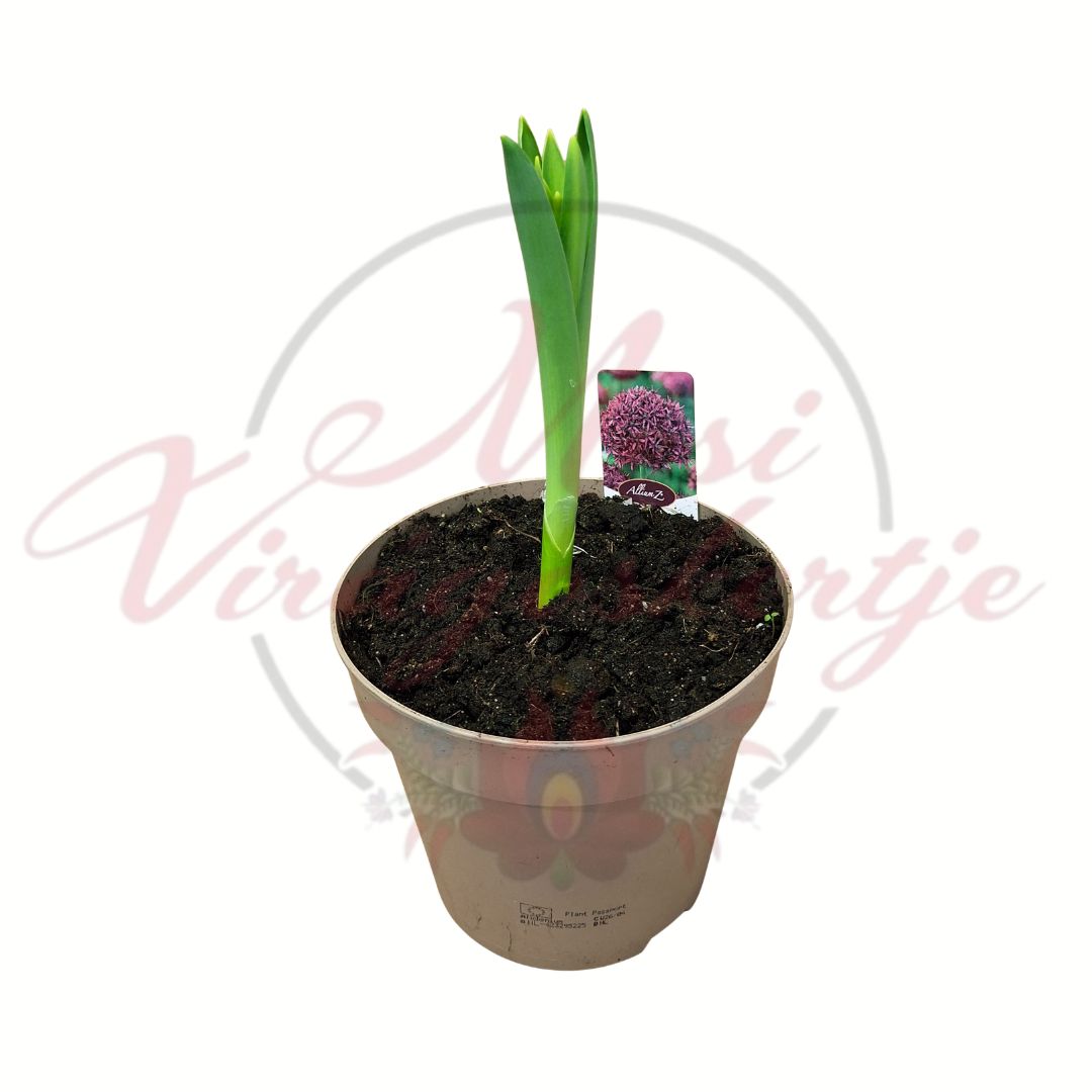 Léggömbhagyma díszhagyma Allium christophii hajtás cserépben