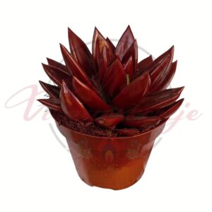 Festett echeveria pozsgás bordó színben cserépben