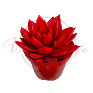 Festett echeveria pozsgás piros színben cserépben