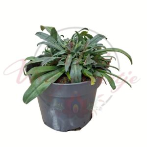 Lenlevelű repcsény falvirág Bowl Mauve cserepes növény