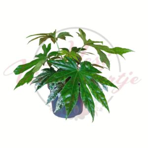Japán arália - Fatsia japonica ‘Spider Web’