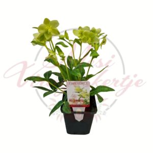 Fehér hunyor Helleborus Lividus White kerti dísznövény