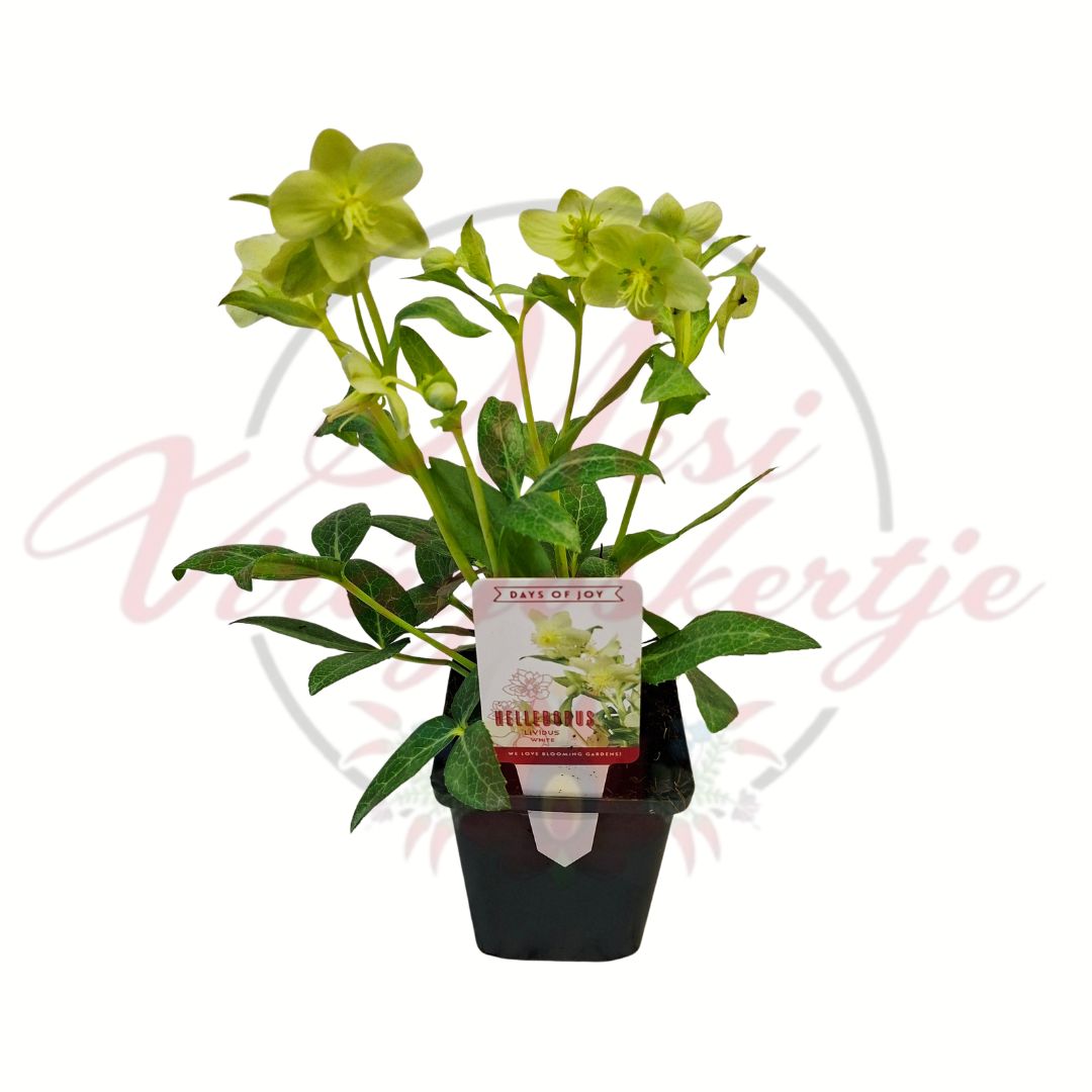 Fehér hunyor Helleborus Lividus White kerti dísznövény