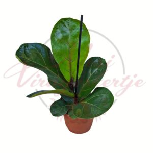 Lantlevelű fikusz Ficus lyrata fiatal szobanövény cserépben