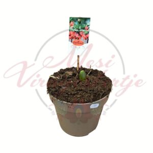 Császárkorona Fritillaria imperialis hagymás dísznövény cserépben tavasszal virágzó évelő