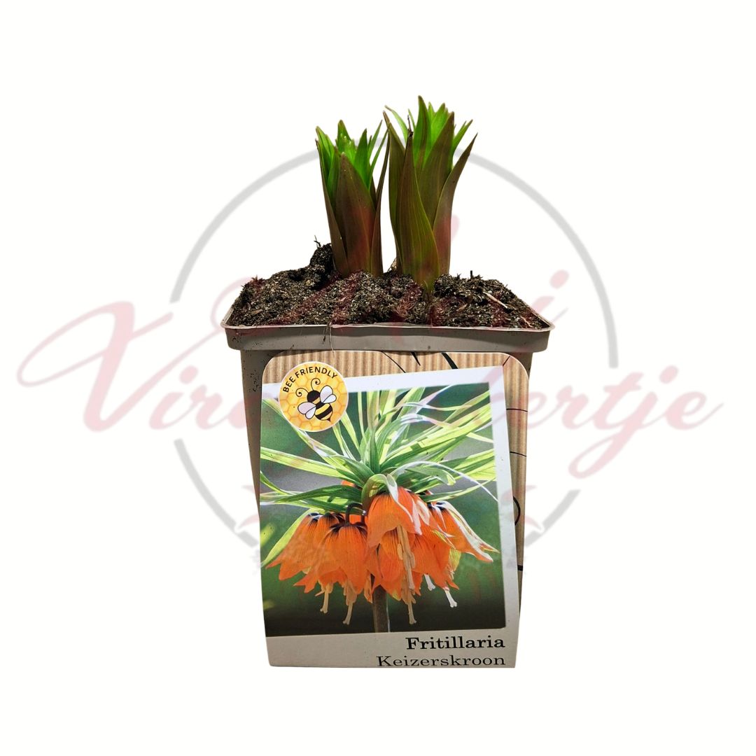 Császárkorona Fritillaria imperialis narancssárga cserepes hagymás dísznövény