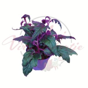 Bíbor kúszóka bársonyos, lilás levelű szobanövény cserépben