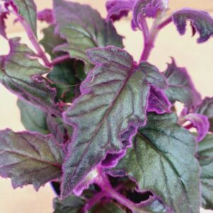 Bíbor kúszóka Gynura aurantiaca bársonyos, lilás szőrözött levelének részlete