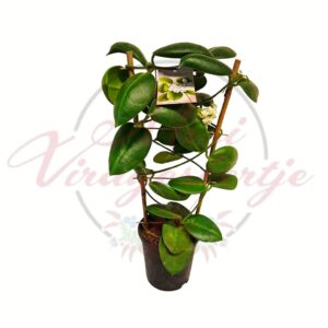 Viaszvirág Hoya calycina karós cserepes szobanövény