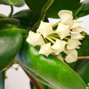 Viaszvirág Hoya calycina fehér csillag alakú virágok közeli fotója