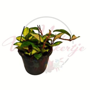 Tarka levelű viaszvirág Hoya carnosa Tricolor akasztós cserépben