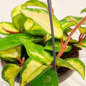 Tarka levelű viaszvirág Hoya carnosa Tricolor levelei közelről