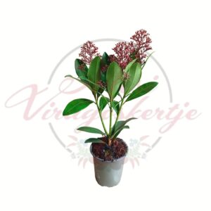 Illatos dérbabér Skimmia japonica bimbós örökzöld díszcserje cserépben