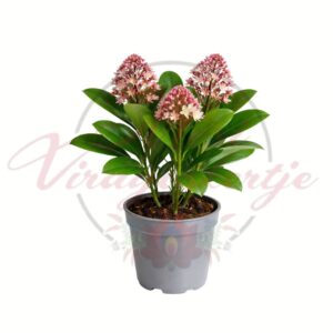 Illatos dérbabér Skimmia japonica cserepes örökzöld növény kevés nyílott virággal