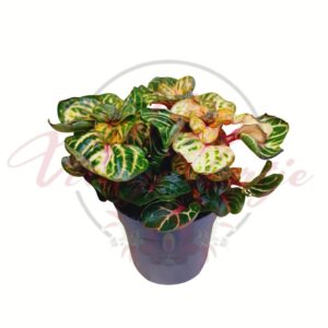 Aranylevelű irezine Funny Gold színes levelű dísznövény cserépben