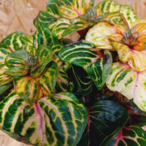 Aranylevelű irezine Funny Gold levélzetének közeli részlete