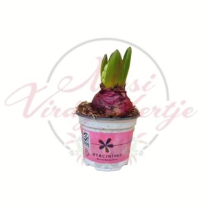 Egyszálas rózsaszín jácint cserepes hagymás növény bimbós állapotban