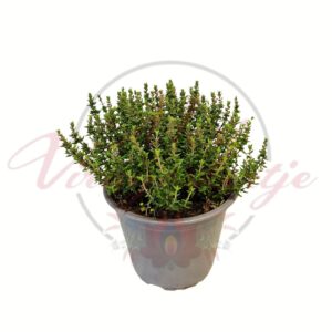 Kakukkfű Thymus vulgaris cserepes fűszernövény friss zöld hajtásokkal