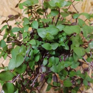 Kalisszia Callisia repens apró zöld levelekkel közeli részletfotón