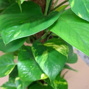 Kúszó szobai futóka Scindapsus fényes zöld levelei közelről