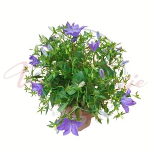 Nagyvirágú kárpáti harangvirág kék virágokkal, dús bokros növekedésű Campanula carpatica cserepes dísznövény