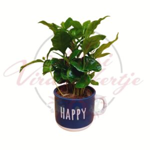 Kávécserje Coffea arabica dekoratív bögrés kaspóban zöld levelekkel