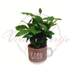 Kávécserje Coffea arabica dekoratív GOOD feliratú bögrés kaspóban