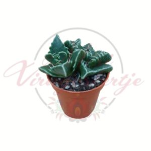 Kavicskaktusz cserepes pozsgás növény közelről, különleges levelű Lithops természetes megjelenéssel