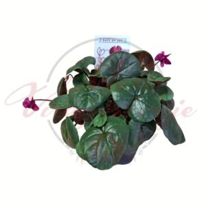 Kerti ciklámen sötétebb virágszínnel, szív alakú levelekkel cserépben