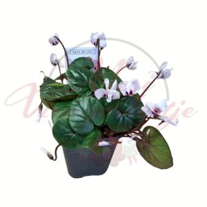 Kerti ciklámen világos virágszínnel, dús levélzettel cserépben